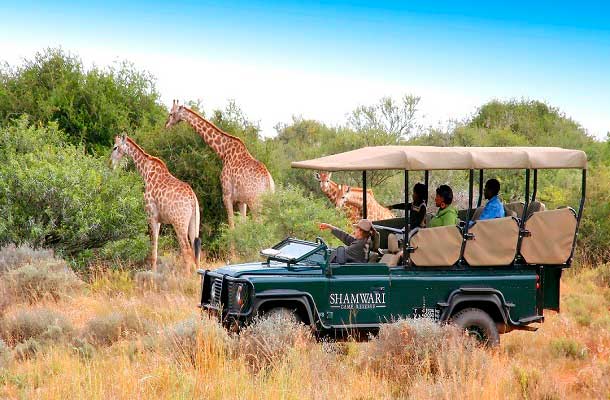 south africa safari